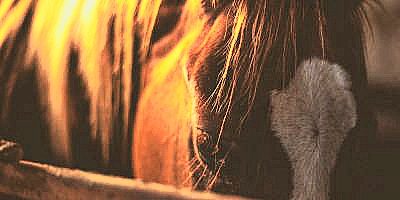 Horse - Cavalo